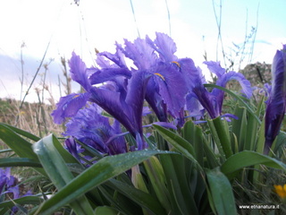 stello di Poira-22-12-2012 09-01-09